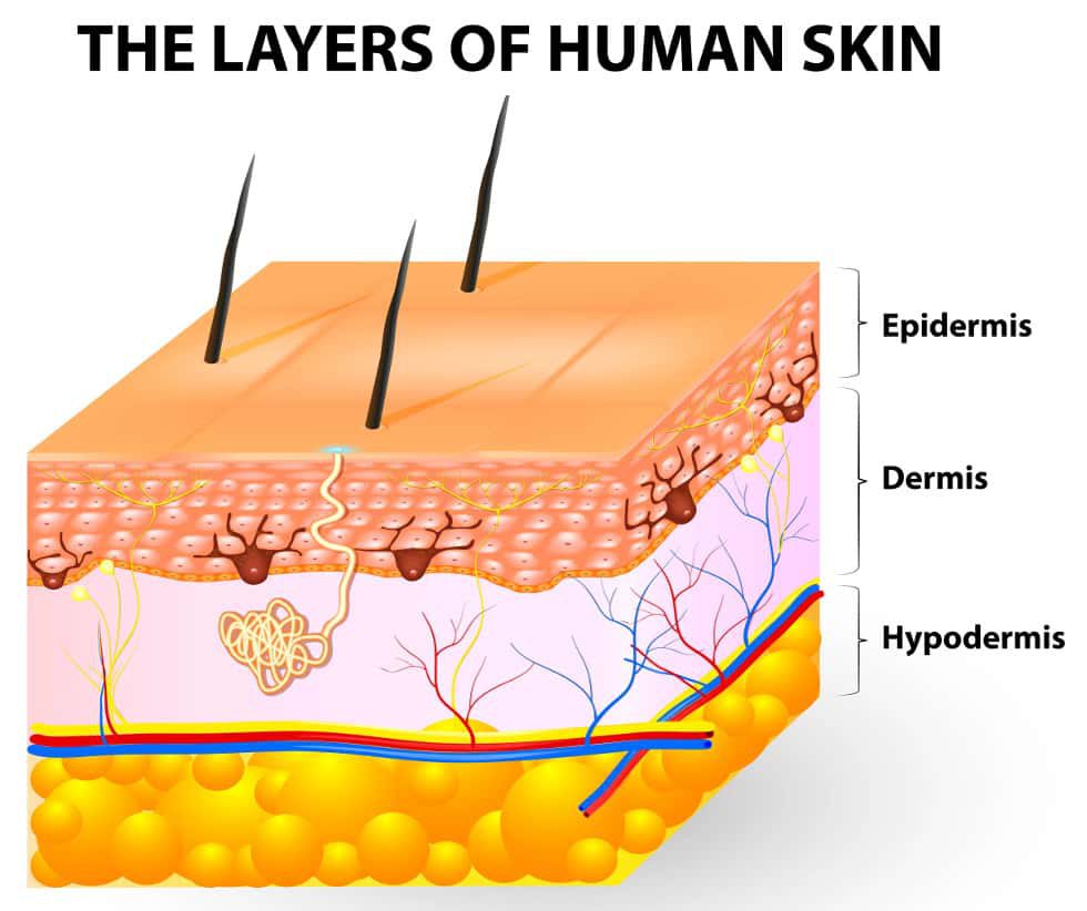 The Layers of human skin epidermis dermis hypodermis Swimfolk