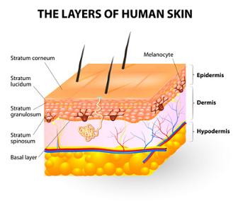 Swimming and Skin Care – Repairing the Skin Barrier - swimfolk