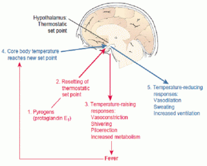 http://intranet.tdmu.edu.ua/data/kafedra/internal/patolog_phis/classes_stud/en/stomat/ptn/2/05.CM2(3).Fever.%20Pathophysiology%20of%20tissue%20growth..files/image002.gif